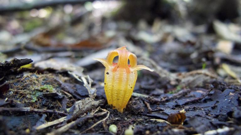 Add short description