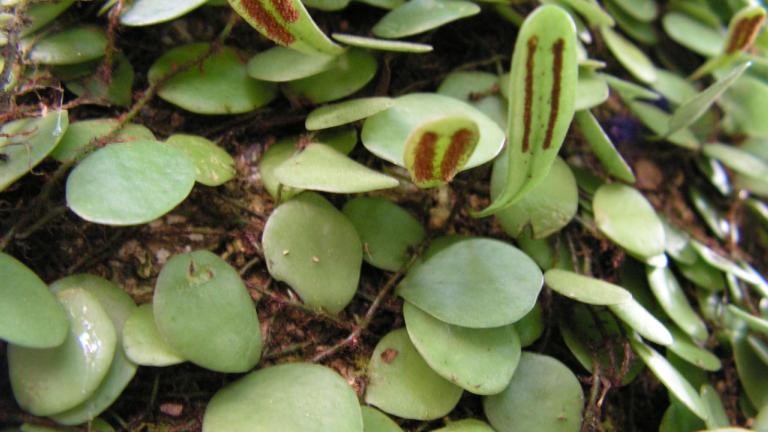 Lemmaphyllum microphyllum