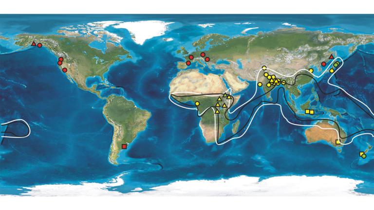 Distribution Macaranga & Mallotus