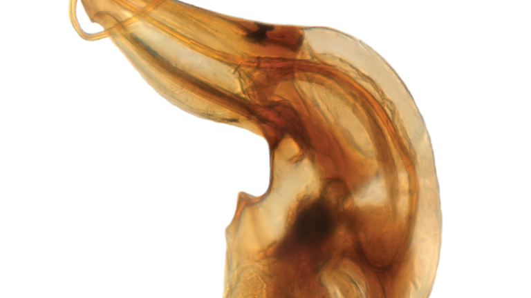 genitalia of Ptomaphaginus beetle