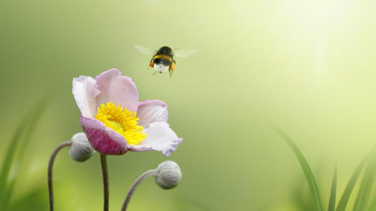 Bloem met veldhommel