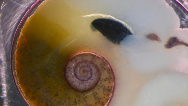 Shelled heteropod Atlanta californiensis