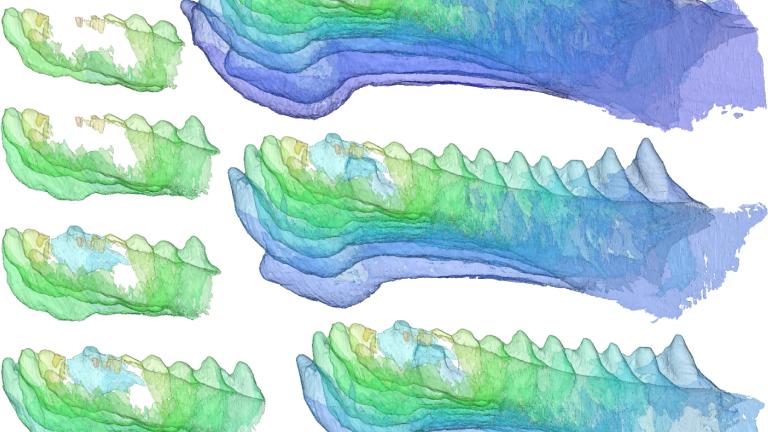 Reconstruction of the development of teeth in the jaw of Compagopiscis.
