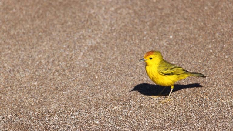 Galápagos warbler