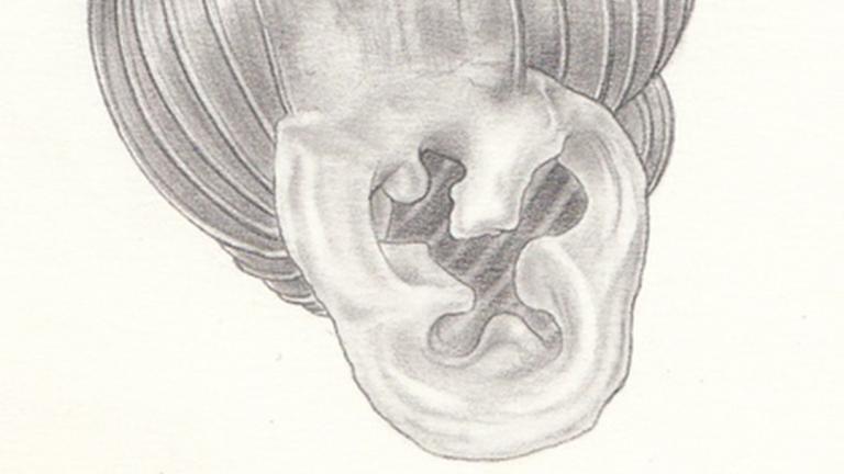 Gulella jongkindi de Winter