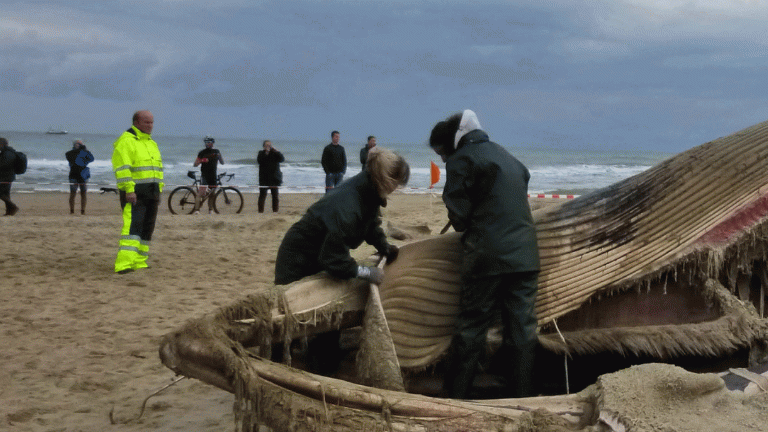 Walvisteam Naturalis