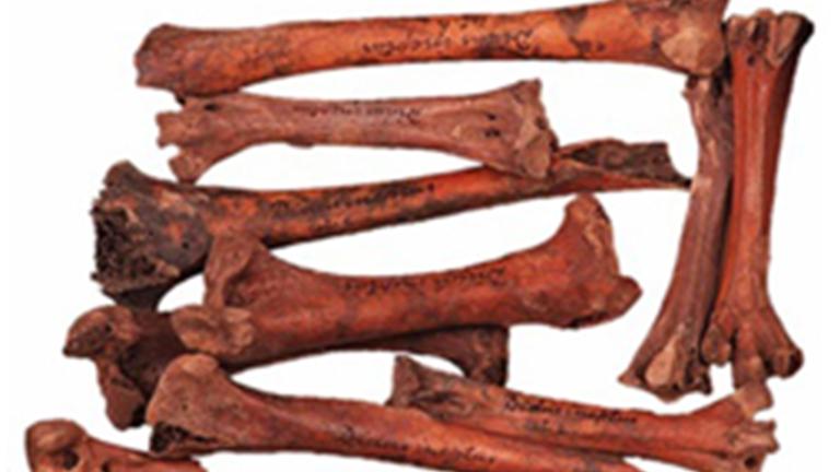 Dodobotten van Naturalis