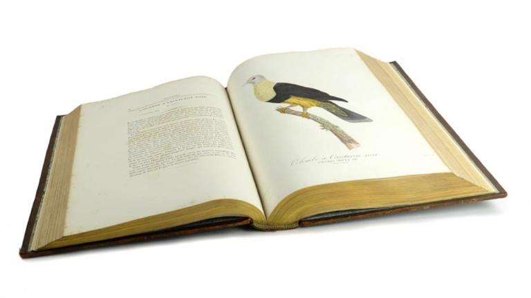 Rare book about pigeons