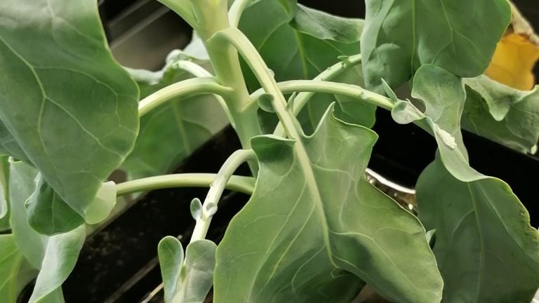 Brassica tijdens de droogte