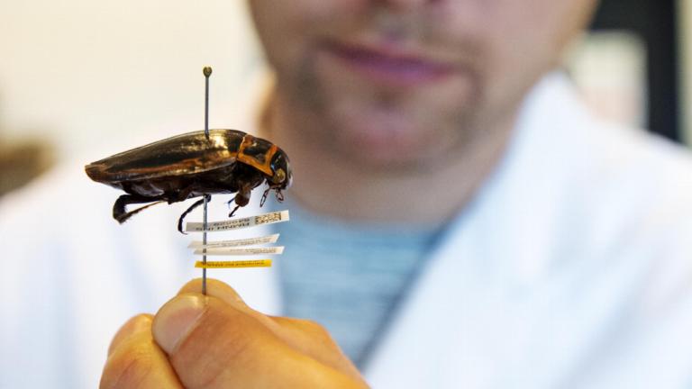 Onderzoek van Naturalis