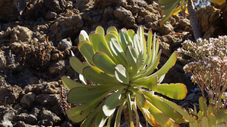 Aeonium in the Canary Islands