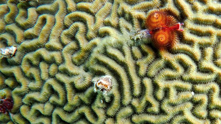 Christmas tree worms, feather duster worms and blennies on Pseudodiploria strigosa