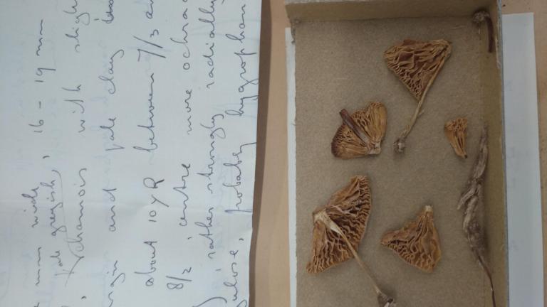 Mycena galericulata specimen