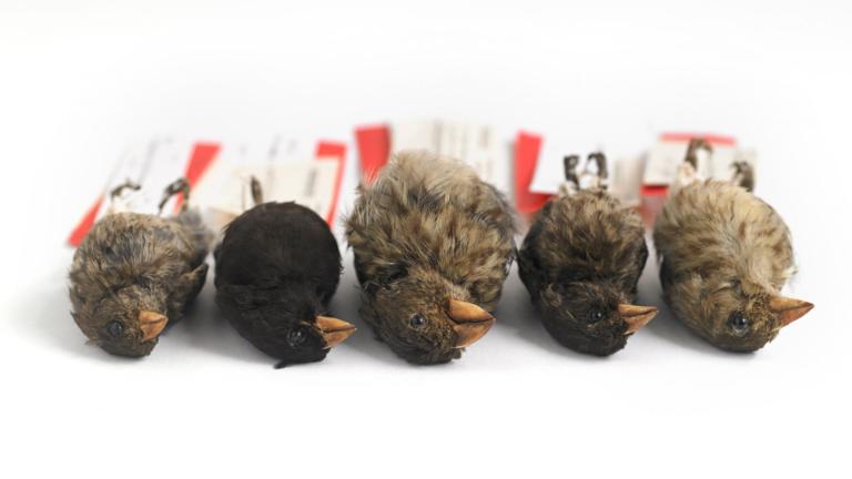 Darwin's finches