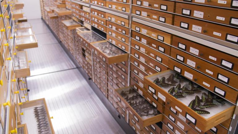 Butterflies in the Naturalis collection