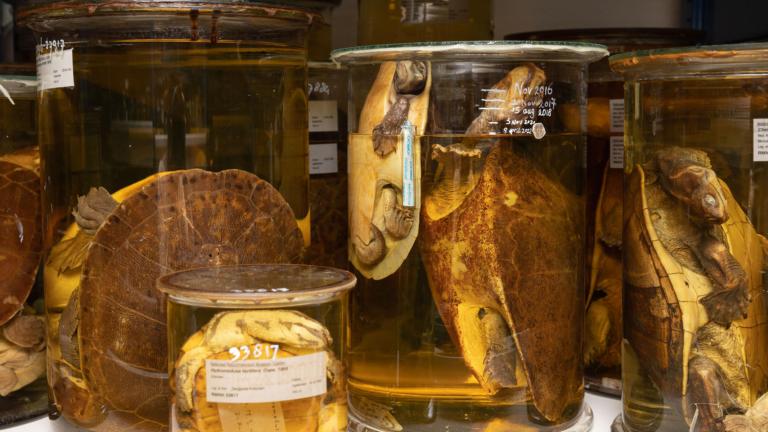 schildpadden in potten met maatstreepjes