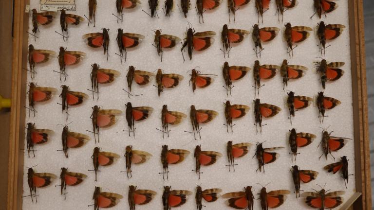 Oedipoda germanica from France; collection ZMA