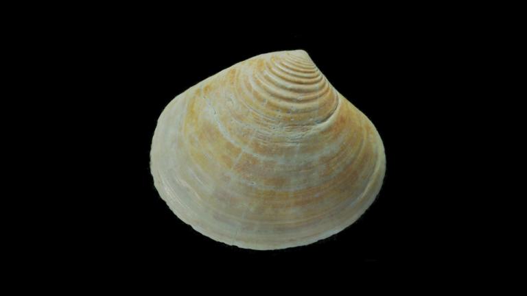 Laevastarte ovatacostata