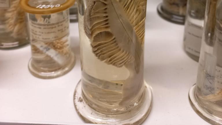 Pot of coral on formaldehyde