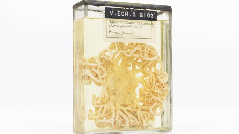 Medusa head in formaldehyde