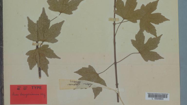 Herbariumvel van een esdoorn