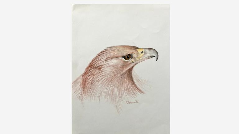 Eagle drawing
