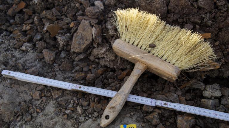 Paleontologenkwast tijden expeditie Triceratops