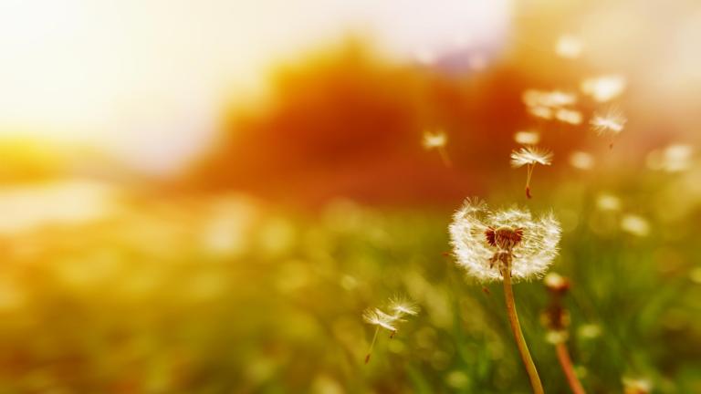 Paardebloem zaden verspreiden door de wind 