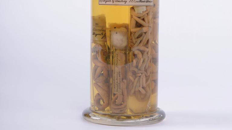 Gewone regenworm (Lumbricus terrestris)