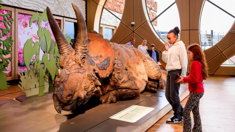 Model van een Triceratops in Naturalis