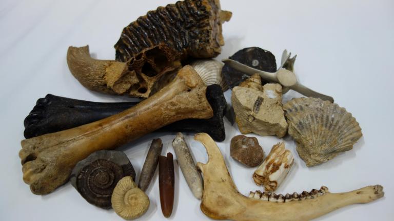 Verzameling fossielen