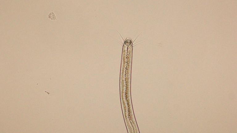 nematode