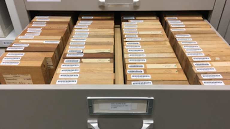 Houtcollectie Naturalis