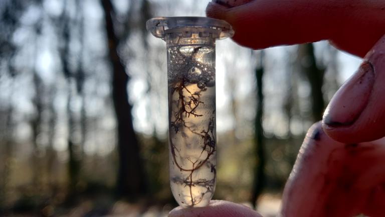small tube with soil sample
