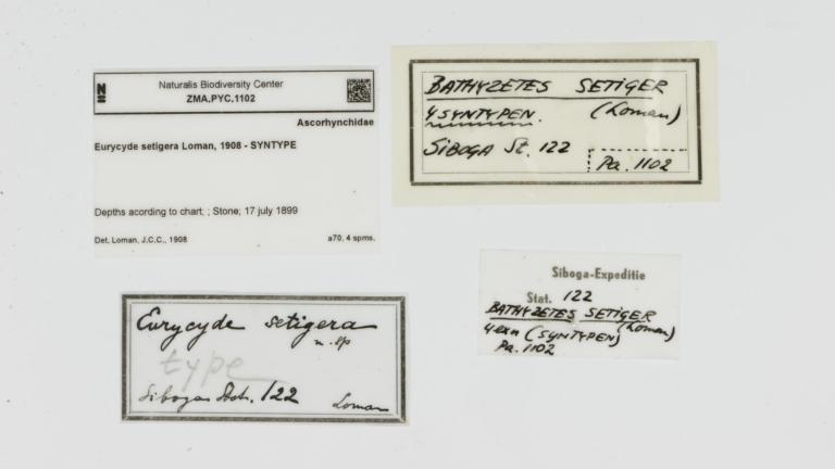 Labels van zeespinnen