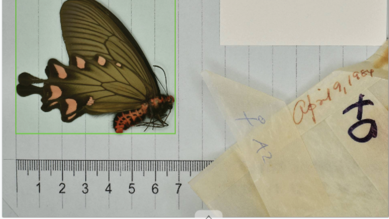 Vlinder in de collectie