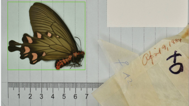 Vlinder in de collectie