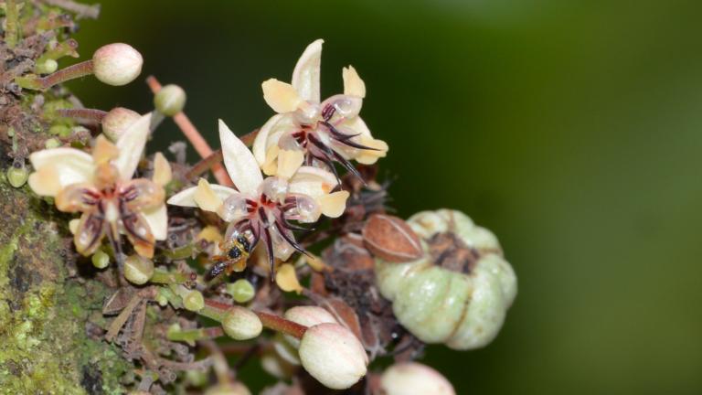 Cacao plant