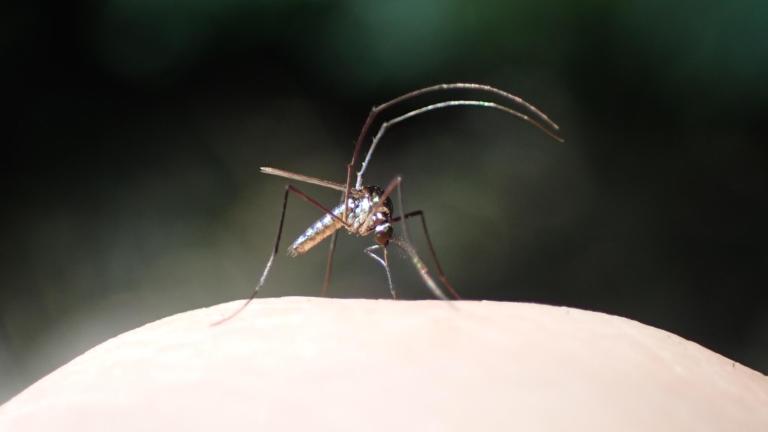 Een foto van een mug