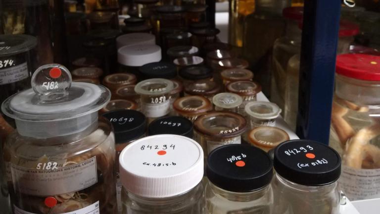 Rode stickers markeren type-exemplaren in de collectie van Naturalis Biodiversity Center.