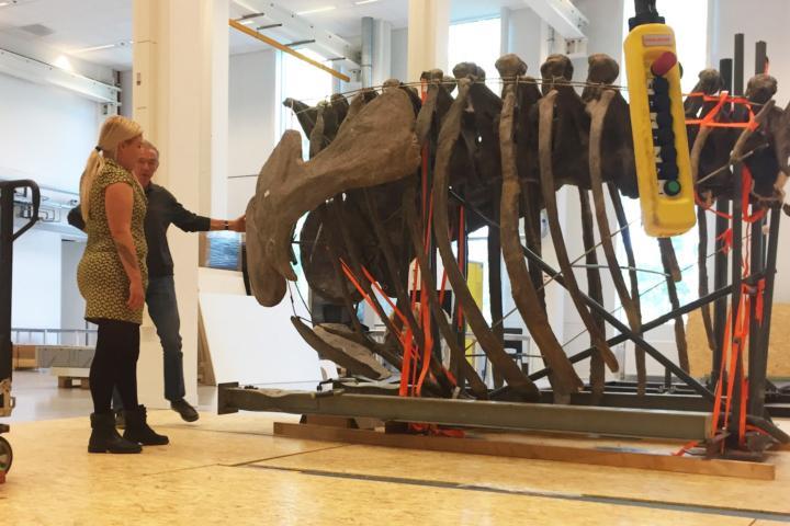 De camarasaurus in stukjes