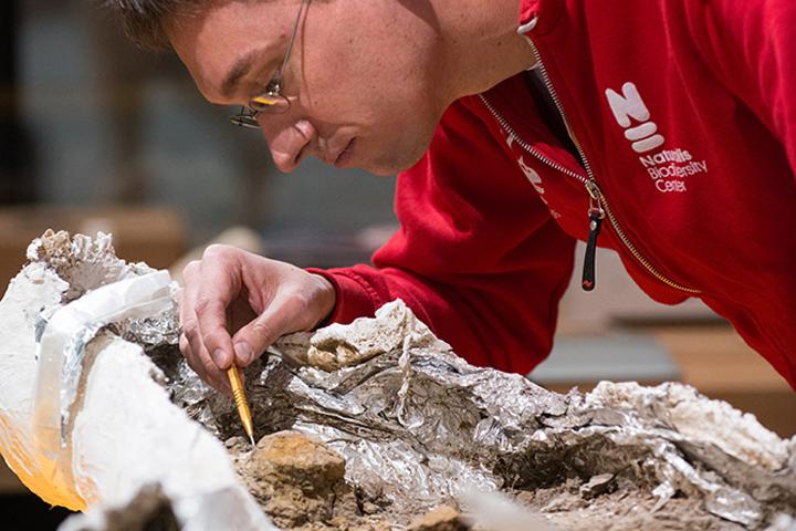 Triceratops prepareren foto Mylene Siegers