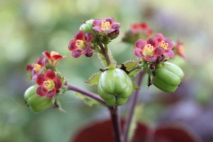 Euphorbiaceae phylogeny Jatropha gossypiifolia