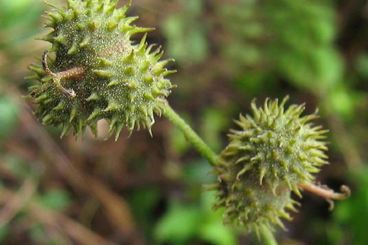 Historical Biogeography Mallotus peltatus