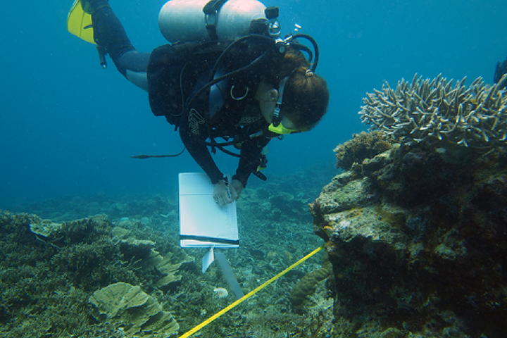 Sponge survey at the Spermonde archipelago, SW Sulawesi, Indonesia.
