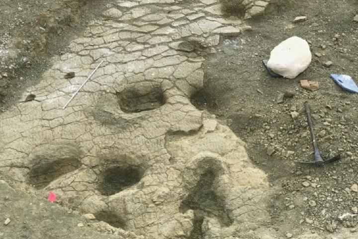 Dinosaurus voetsporen