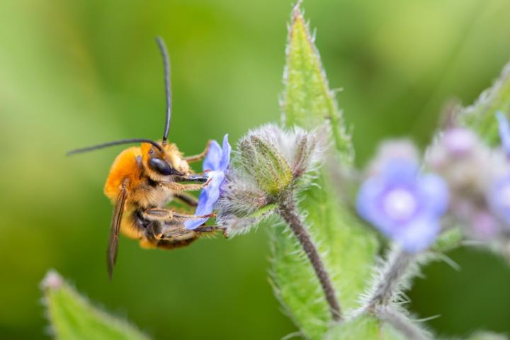 Eucera longicornis 