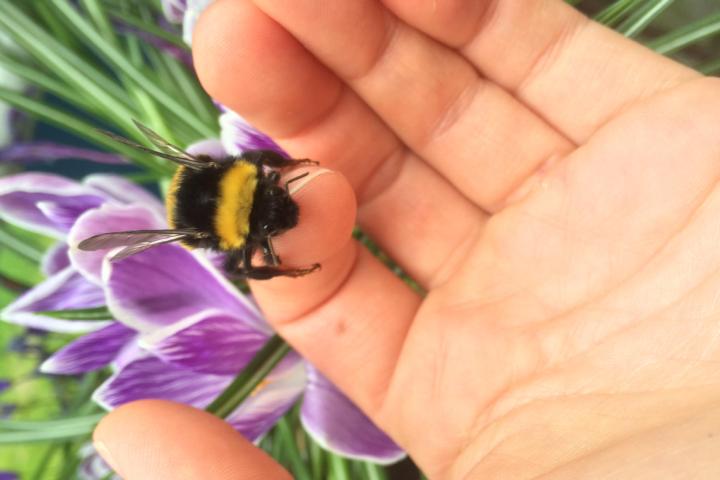 Hommel op hand