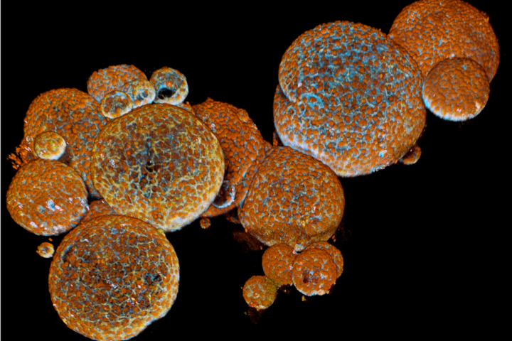 Painting of fish market