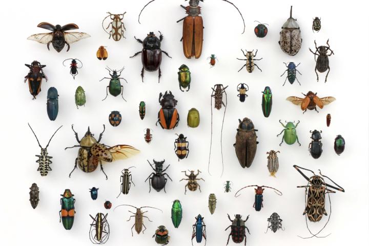 Baliem Valley New Guinea. Getty Images